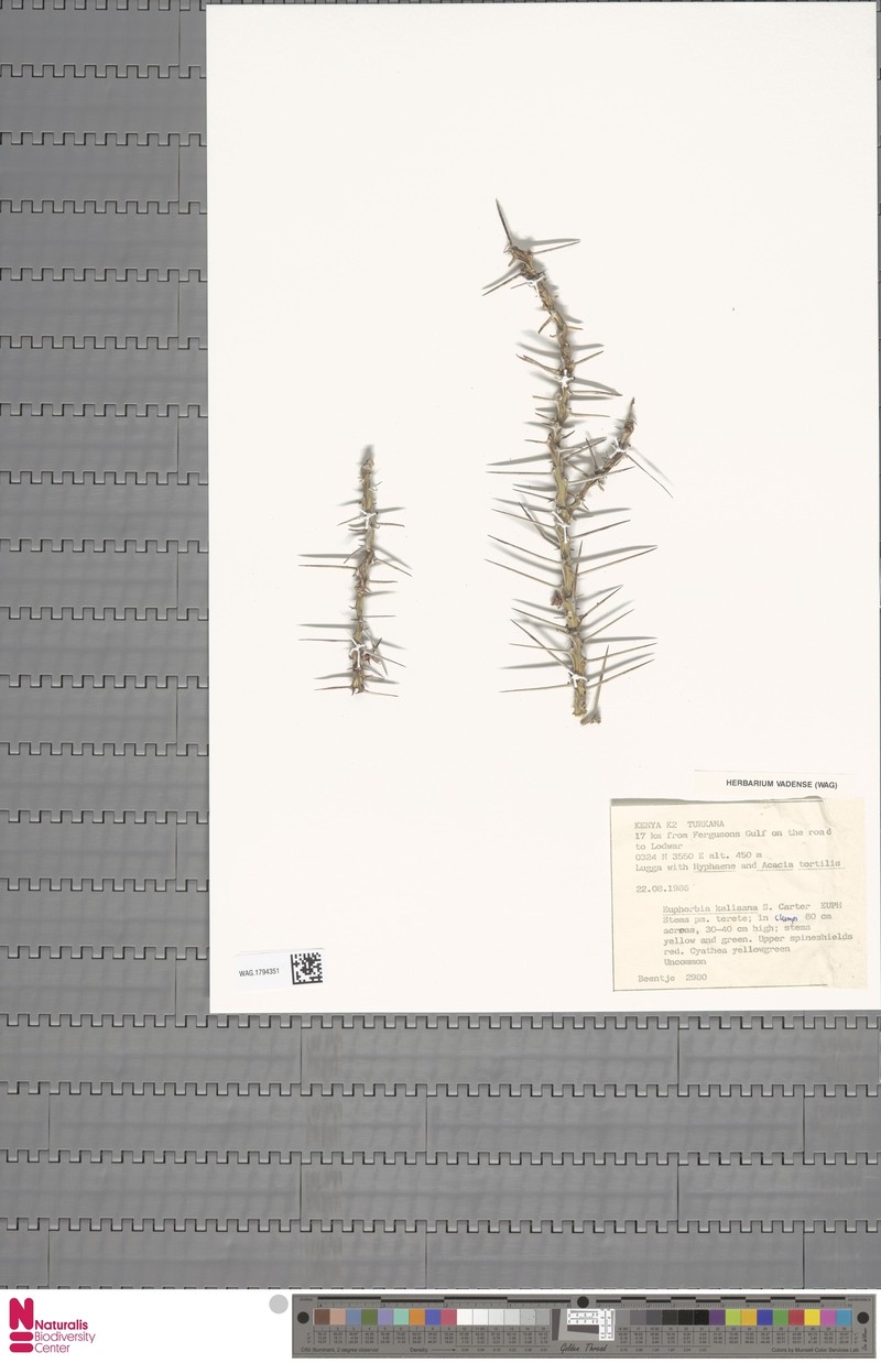 Euphorbia kalisana photo 2