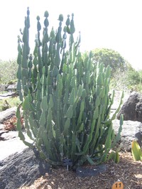 Euphorbia kamerunica