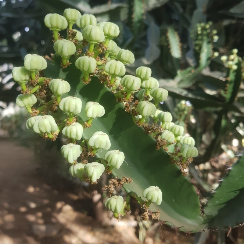 Euphorbia kamerunica photo 2