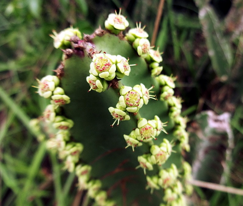 Euphorbia kamerunica photo 3
