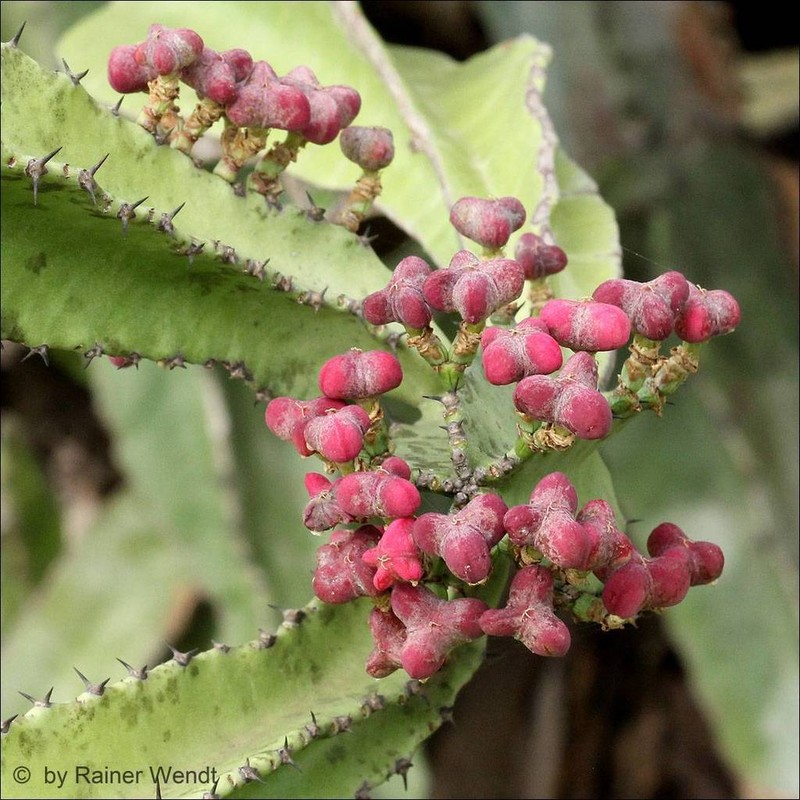 Euphorbia kamerunica photo 4