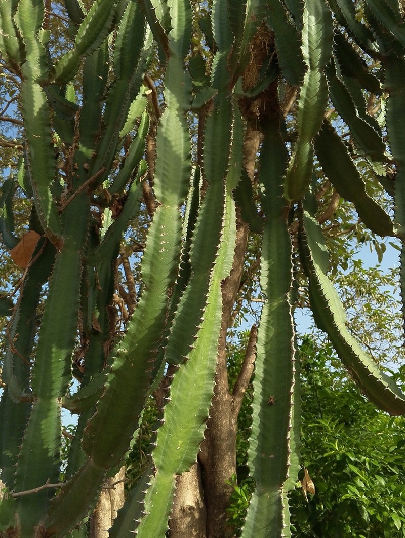 Euphorbia kamerunica photo 5
