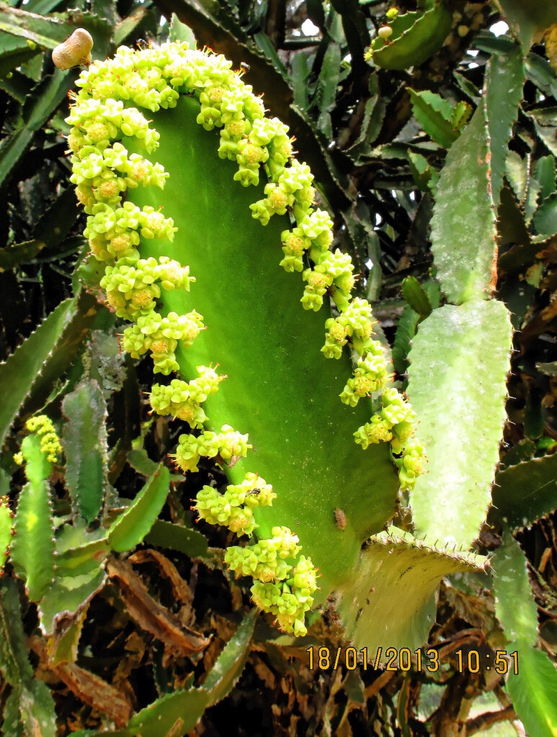Euphorbia kamerunica photo 6