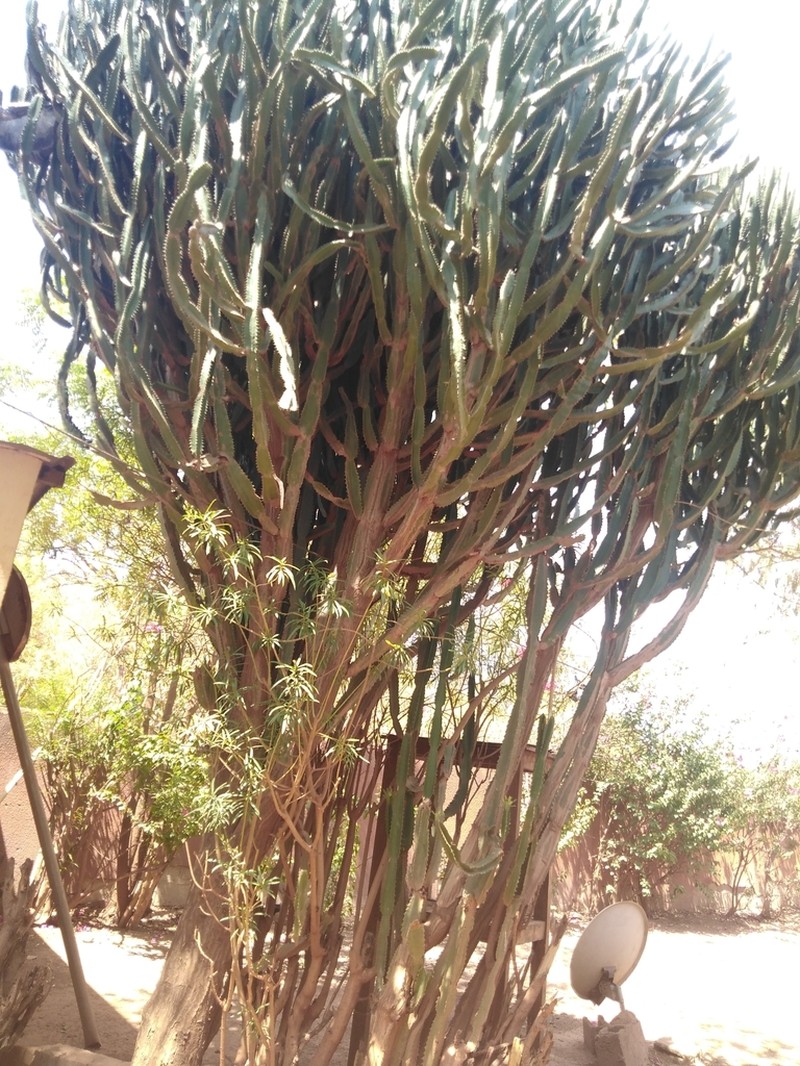 Euphorbia kamerunica photo 7