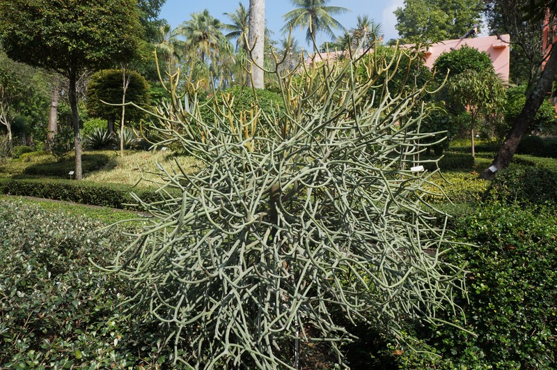 Euphorbia kamponii