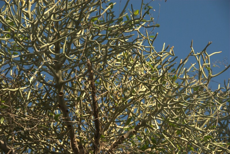 Euphorbia kamponii photo 2