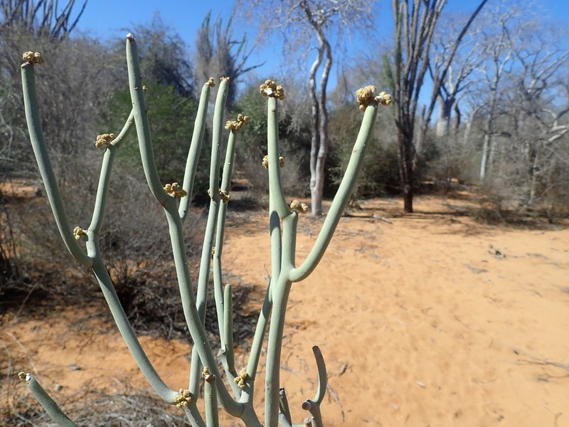 Euphorbia kamponii photo 7