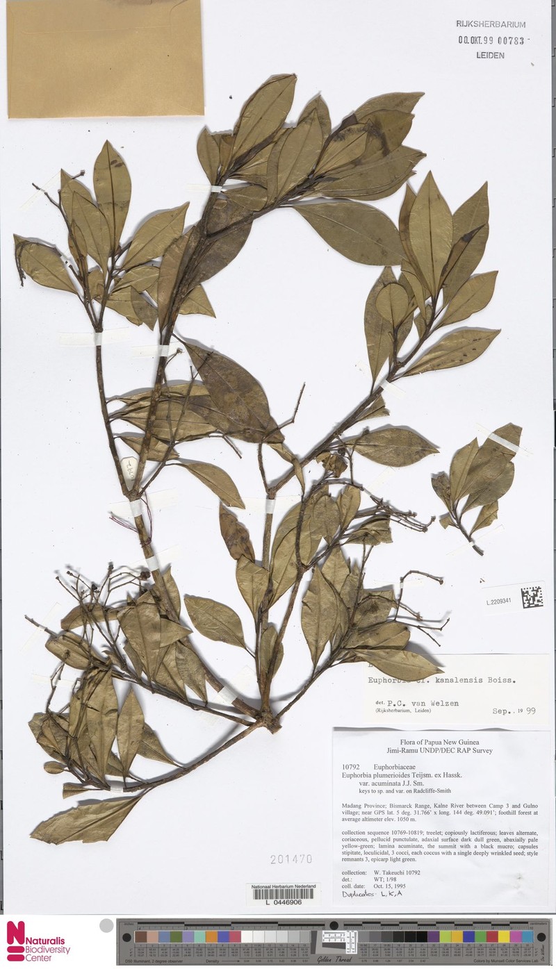 Euphorbia kanalensis photo 2