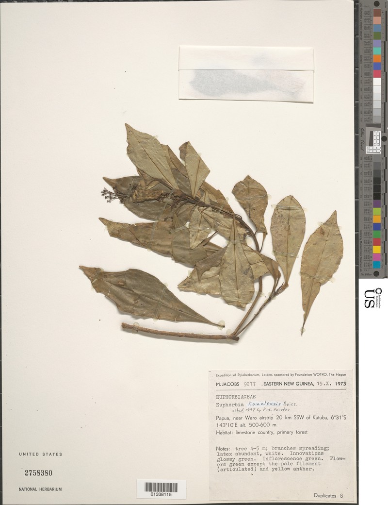 Euphorbia kanalensis photo 4