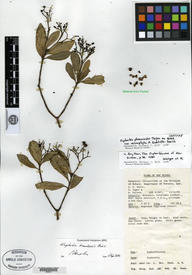 Euphorbia kanalensis photo 6