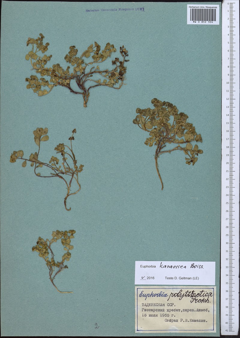 Euphorbia kanaorica