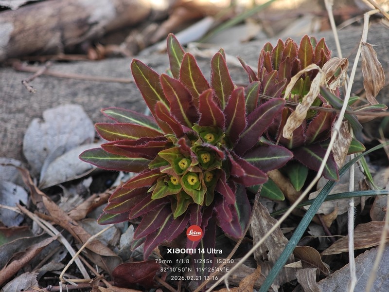 Euphorbia kansuensis