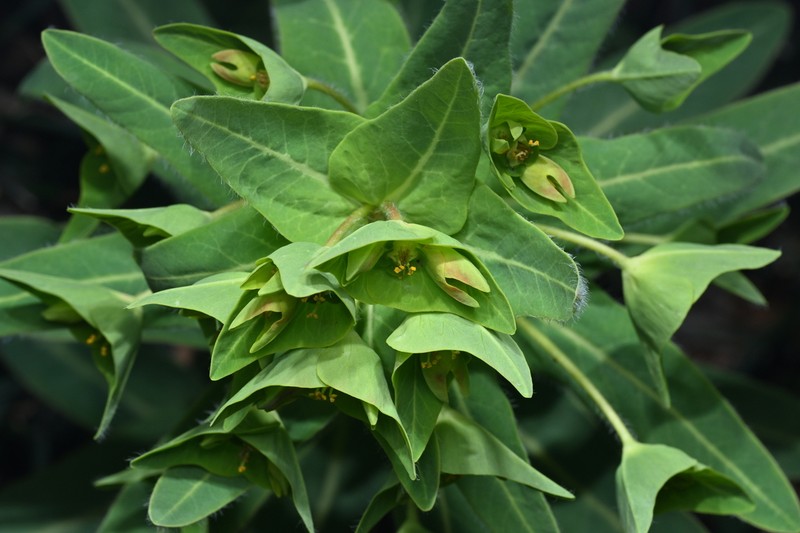 Euphorbia kansuensis photo 2