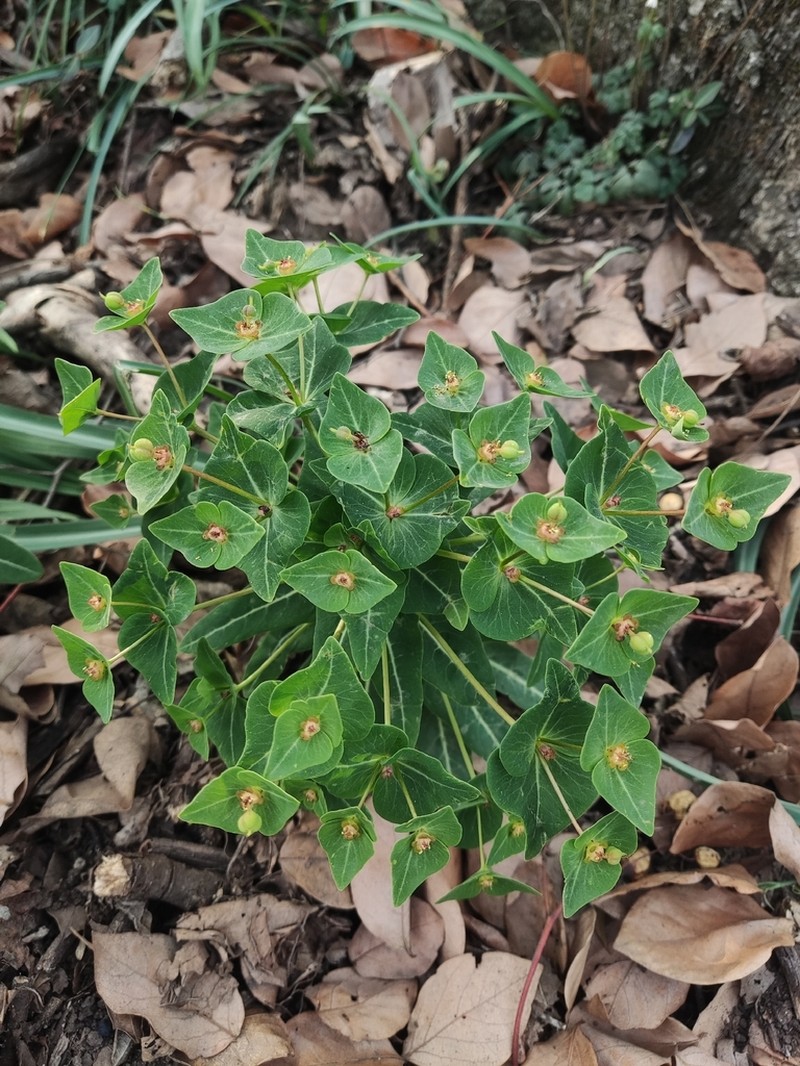 Euphorbia kansuensis photo 3