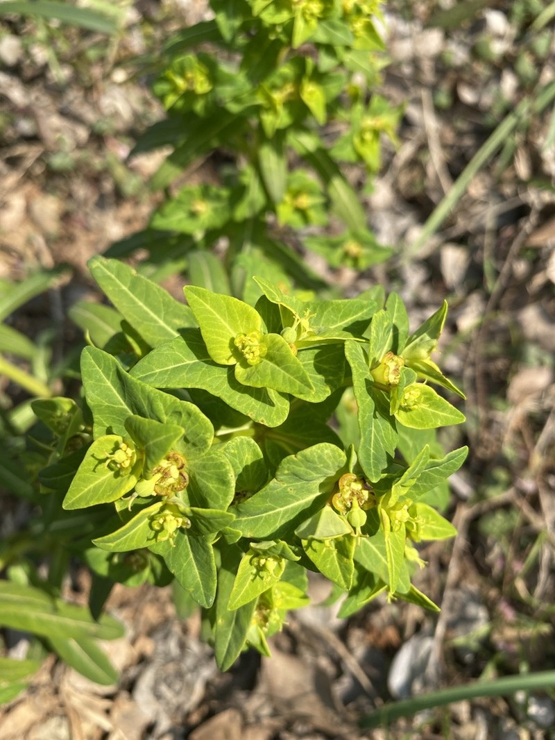 Euphorbia kansuensis photo 4