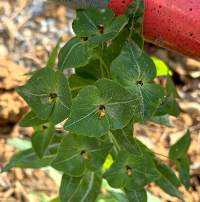 Euphorbia kansuensis photo 5