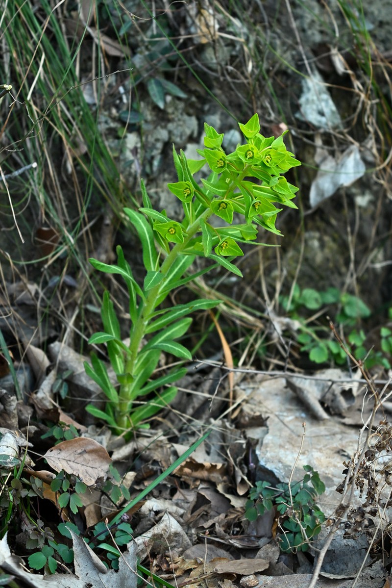 Euphorbia kansuensis photo 6