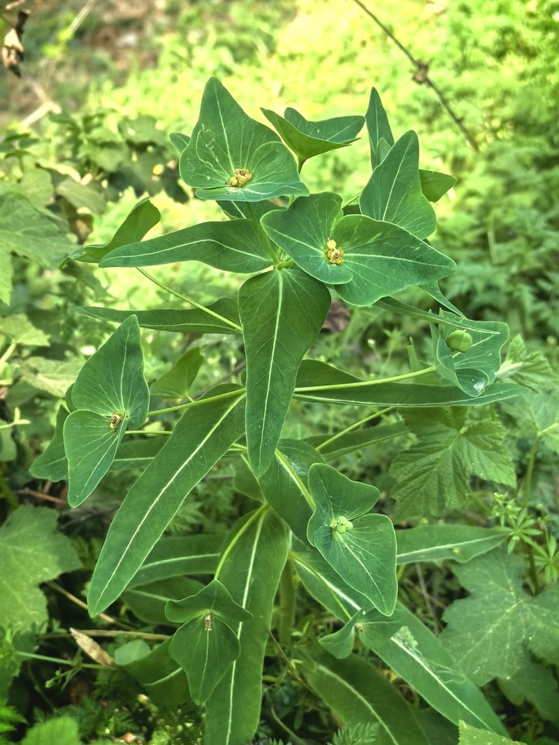 Euphorbia kansuensis photo 7
