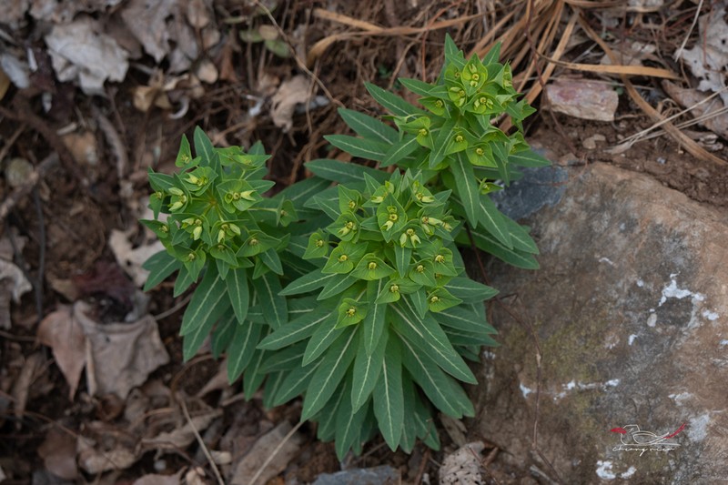 Euphorbia kansuensis photo 8