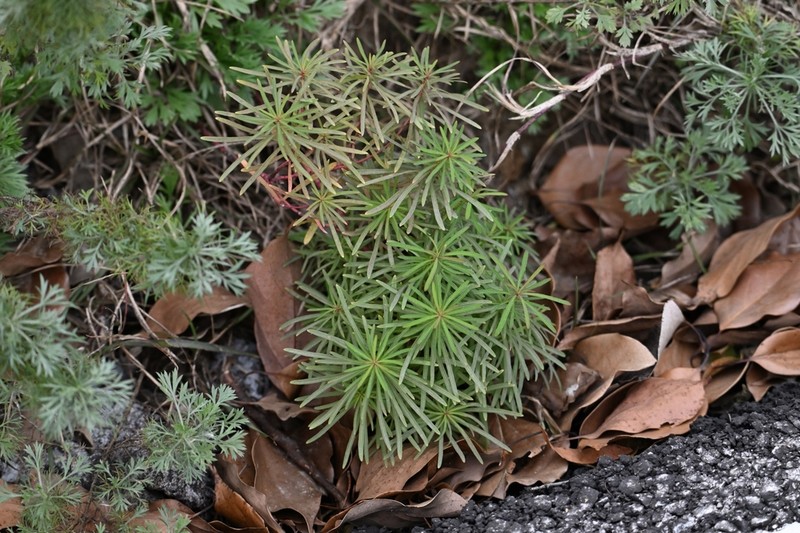 Euphorbia kansui