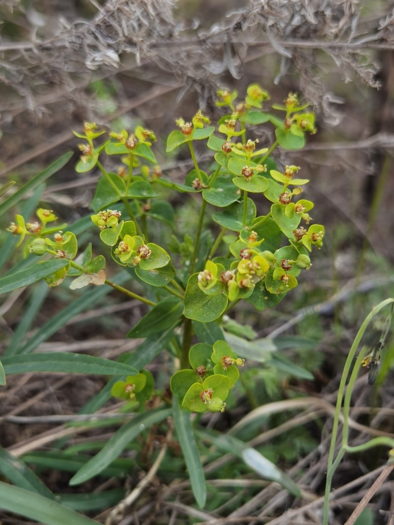 Euphorbia kansui photo 2