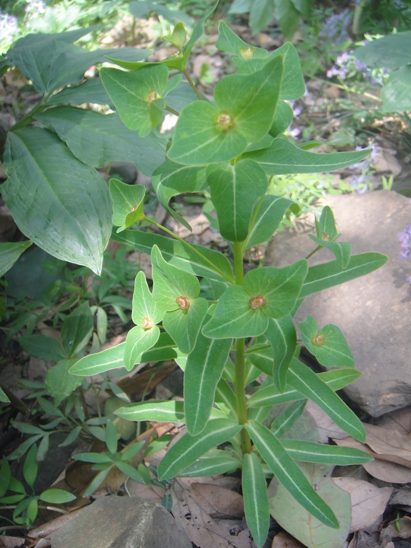 Euphorbia kansui photo 3