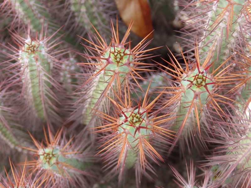 Euphorbia kaokoensis