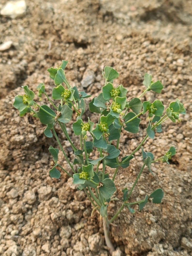 Euphorbia karoi