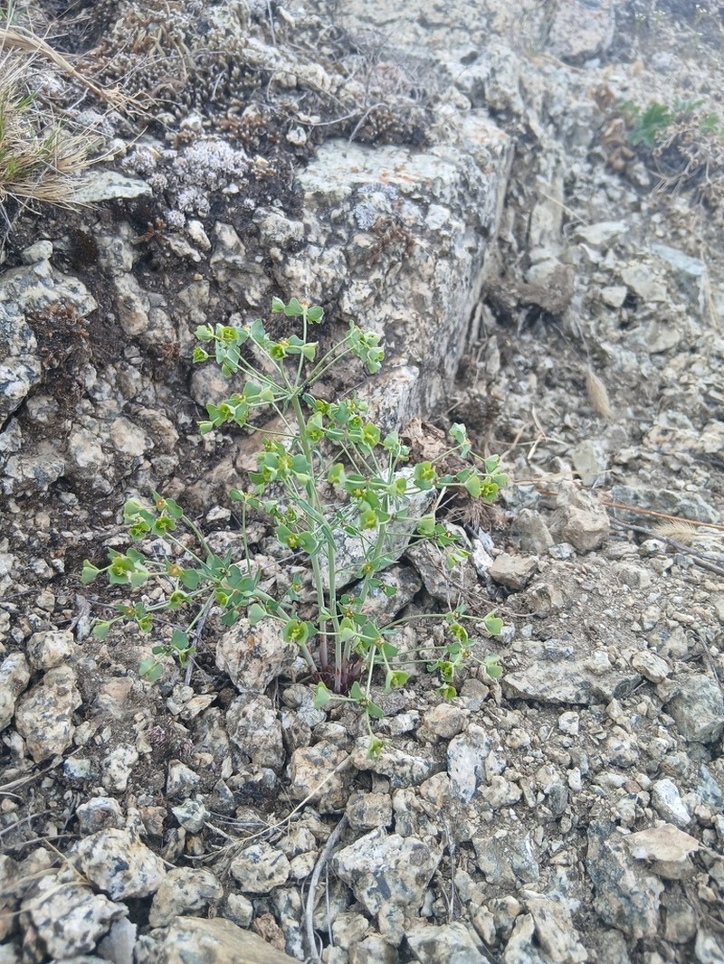 Euphorbia karoi photo 2