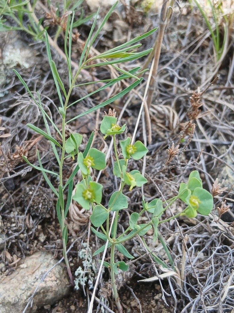 Euphorbia karoi photo 3