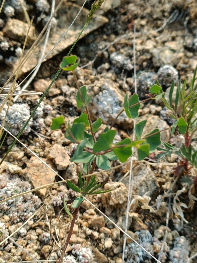 Euphorbia karoi photo 5