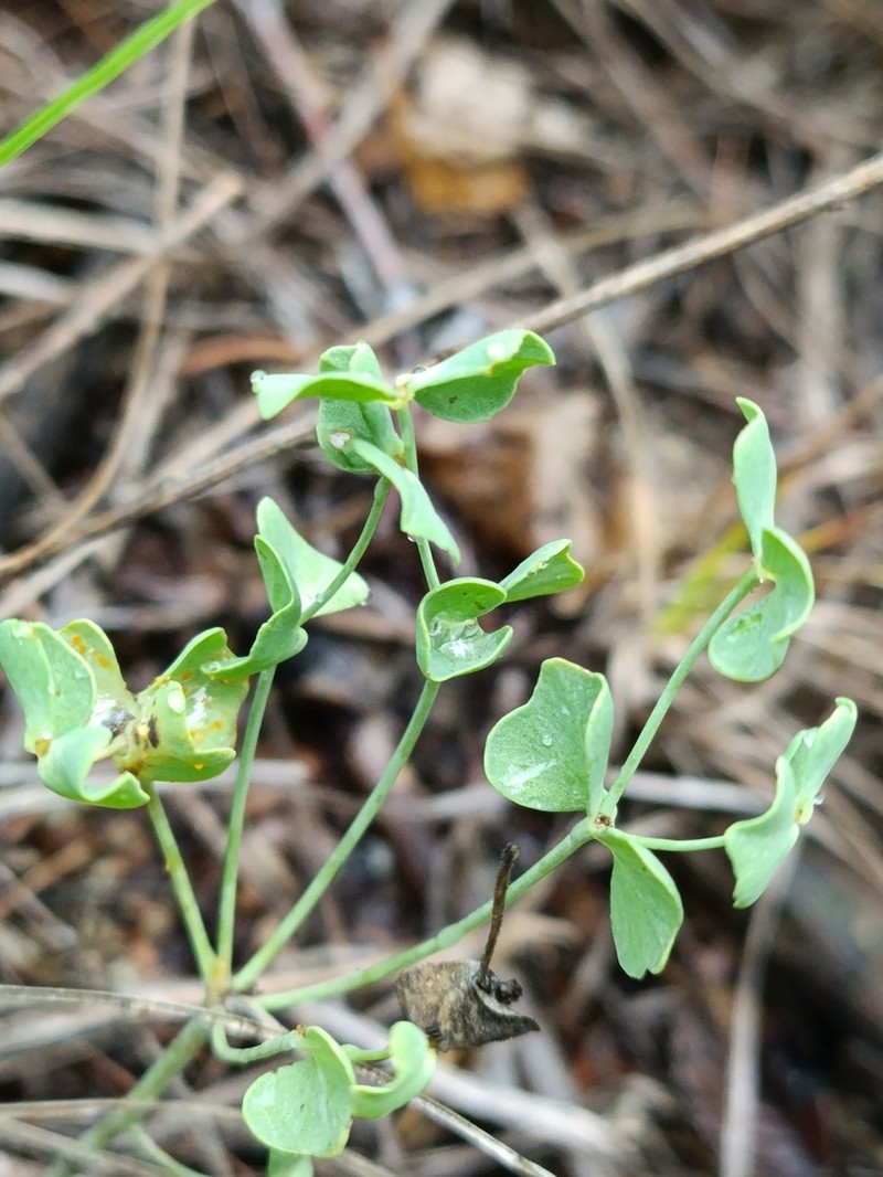 Euphorbia karoi photo 7