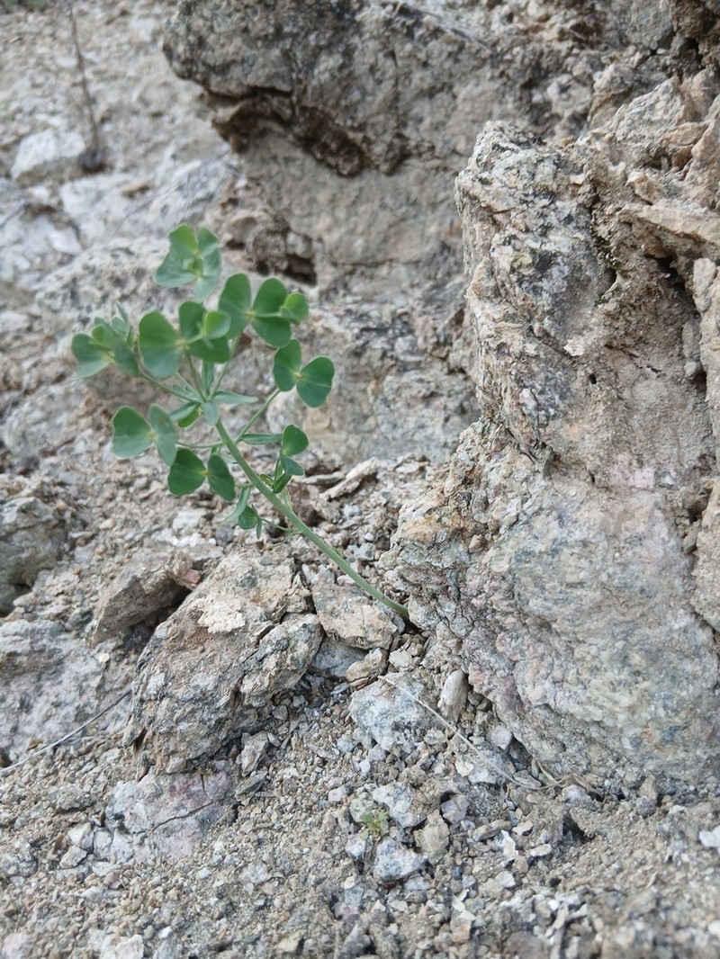 Euphorbia karoi photo 8