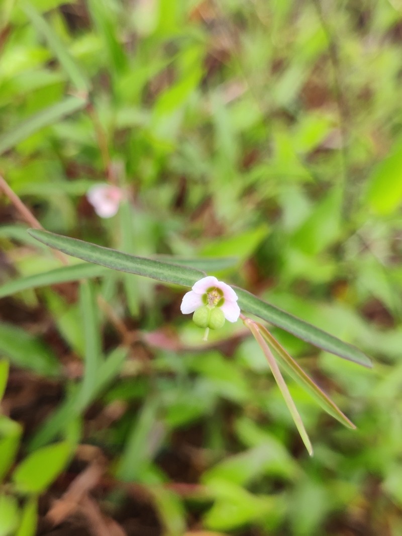Euphorbia katrajensis photo 2