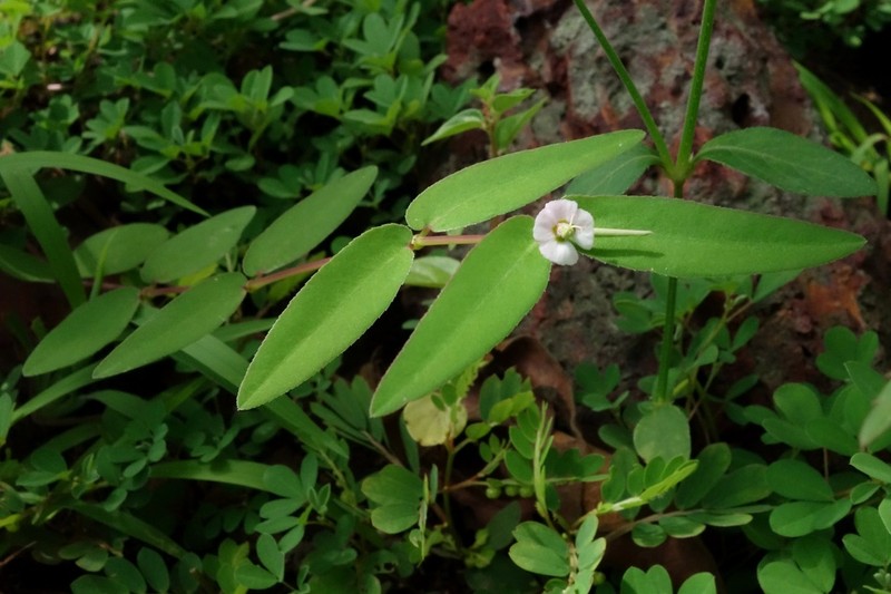 Euphorbia katrajensis photo 4