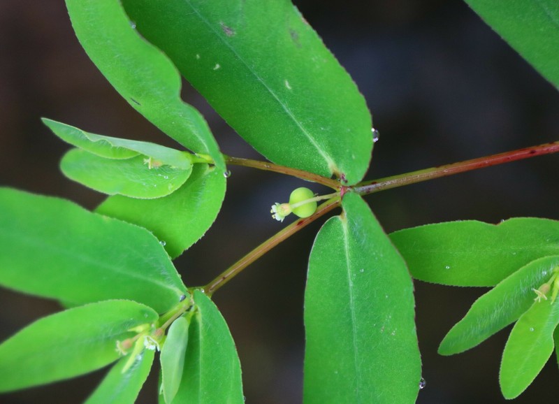 Euphorbia katrajensis photo 5