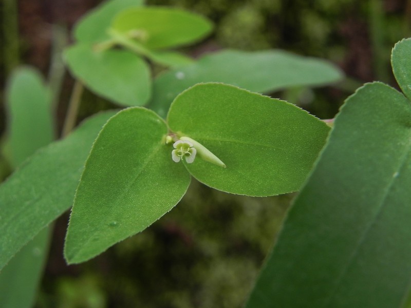 Euphorbia katrajensis photo 6