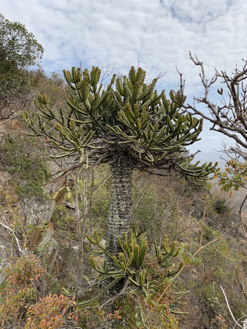 Euphorbia keithii photo 2