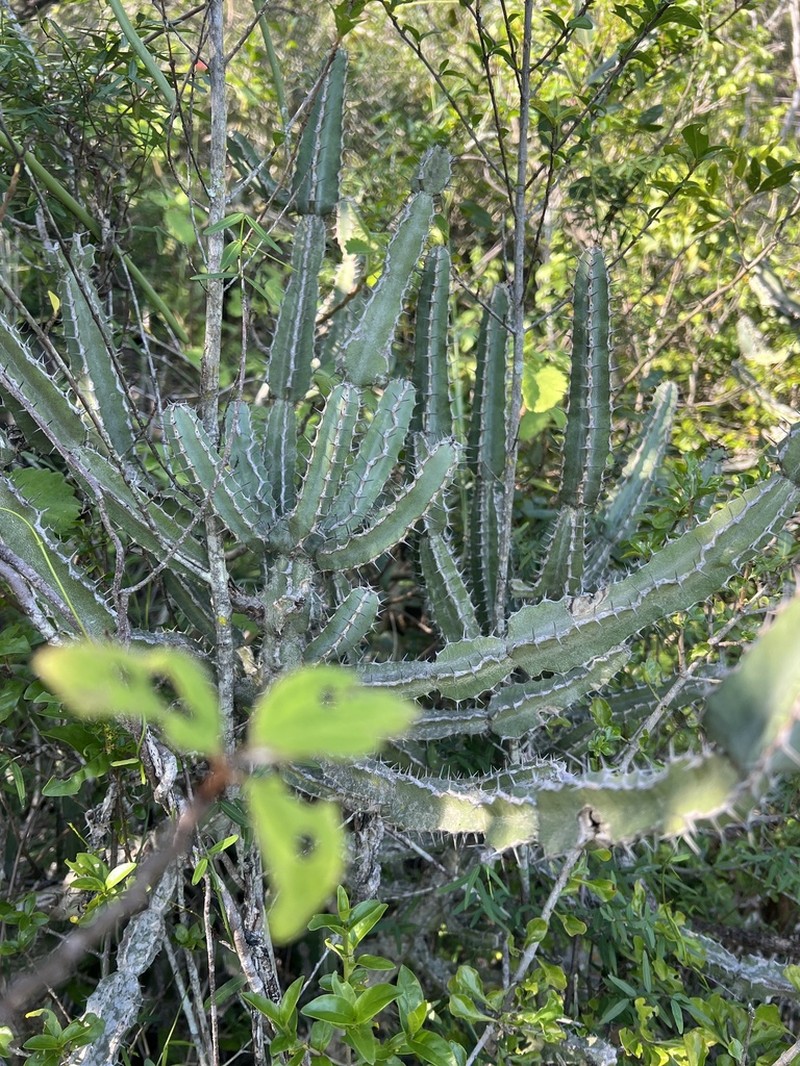 Euphorbia keithii photo 4