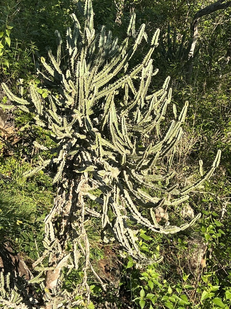 Euphorbia keithii photo 6