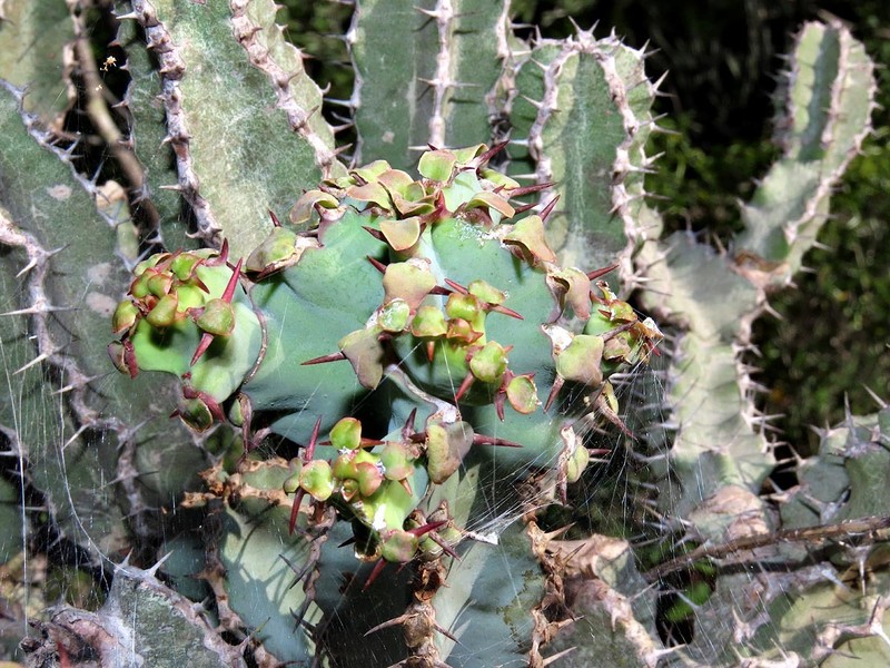 Euphorbia keithii photo 7