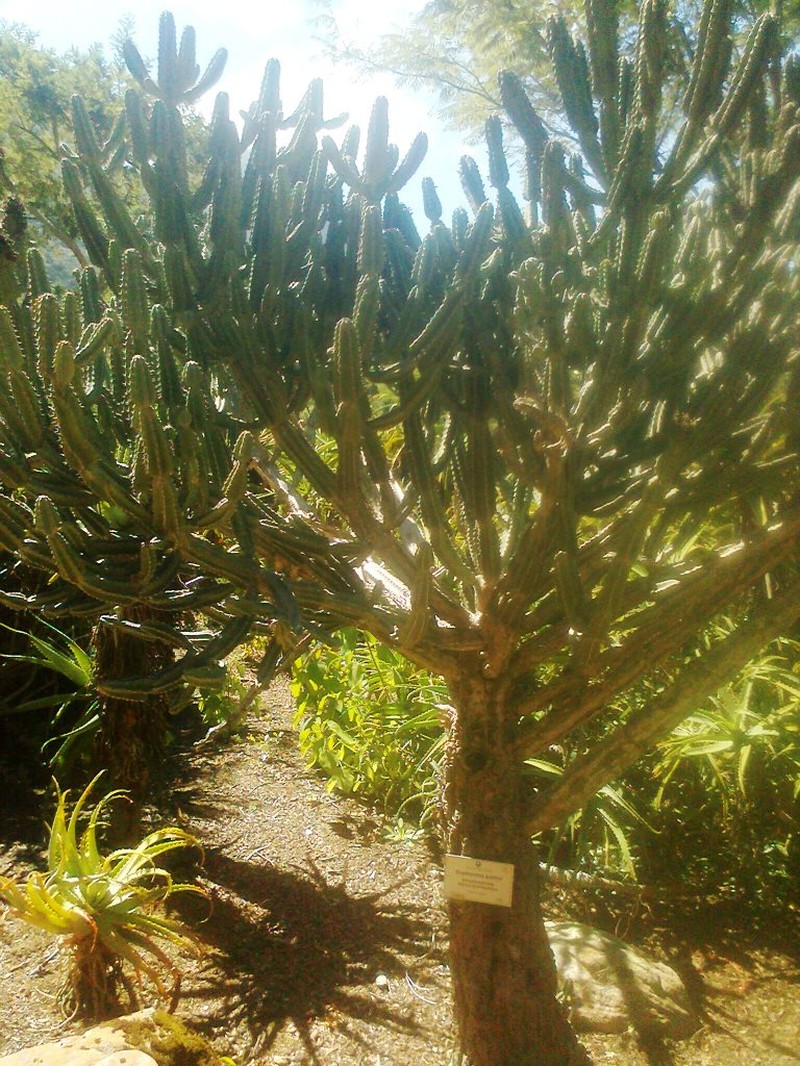 Euphorbia keithii photo 8
