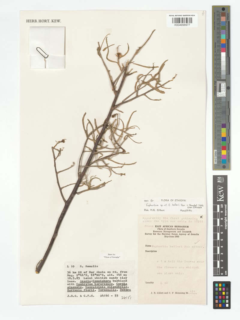 Euphorbia kelleri
