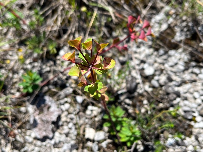 Euphorbia kerneri