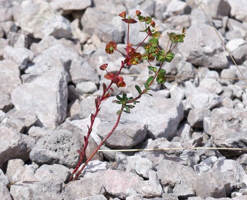 Euphorbia kerneri photo 2