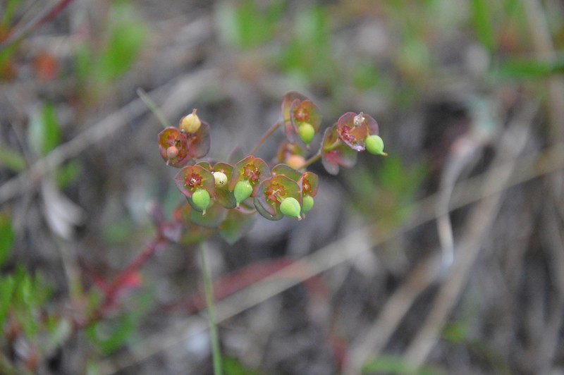 Euphorbia kerneri photo 3