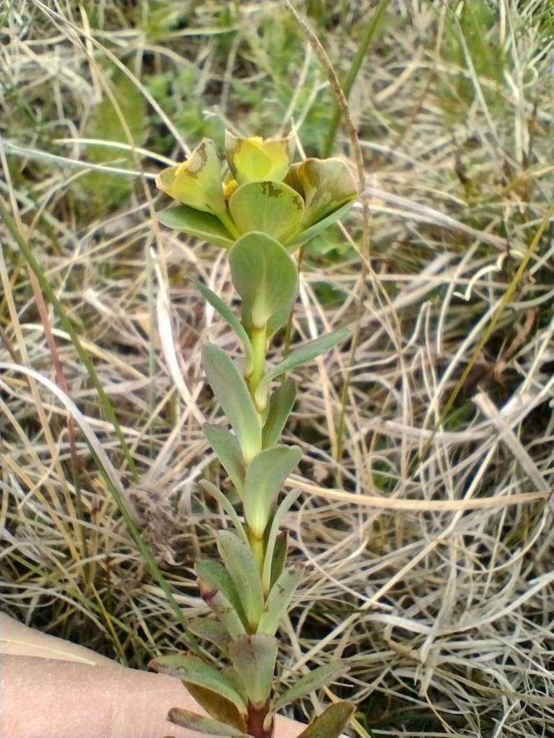 Euphorbia kerneri photo 5