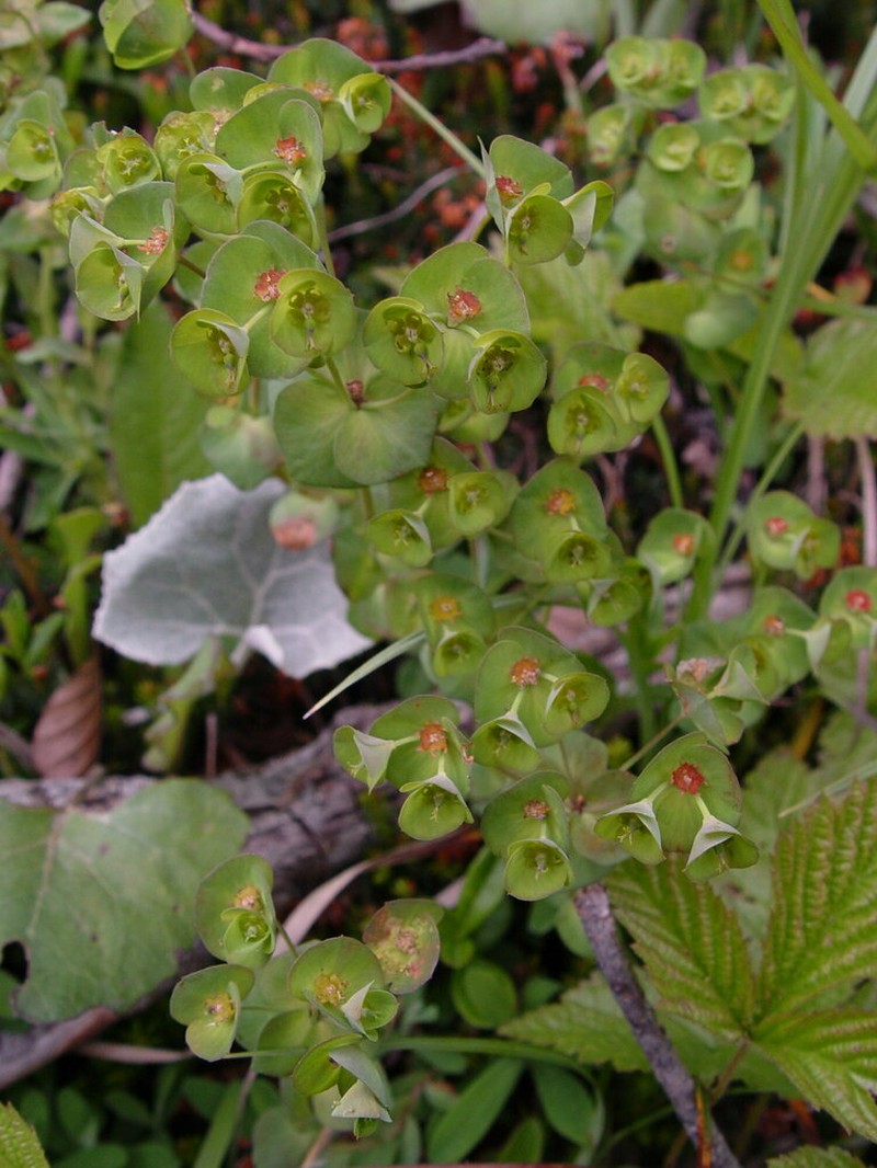 Euphorbia kerneri photo 6