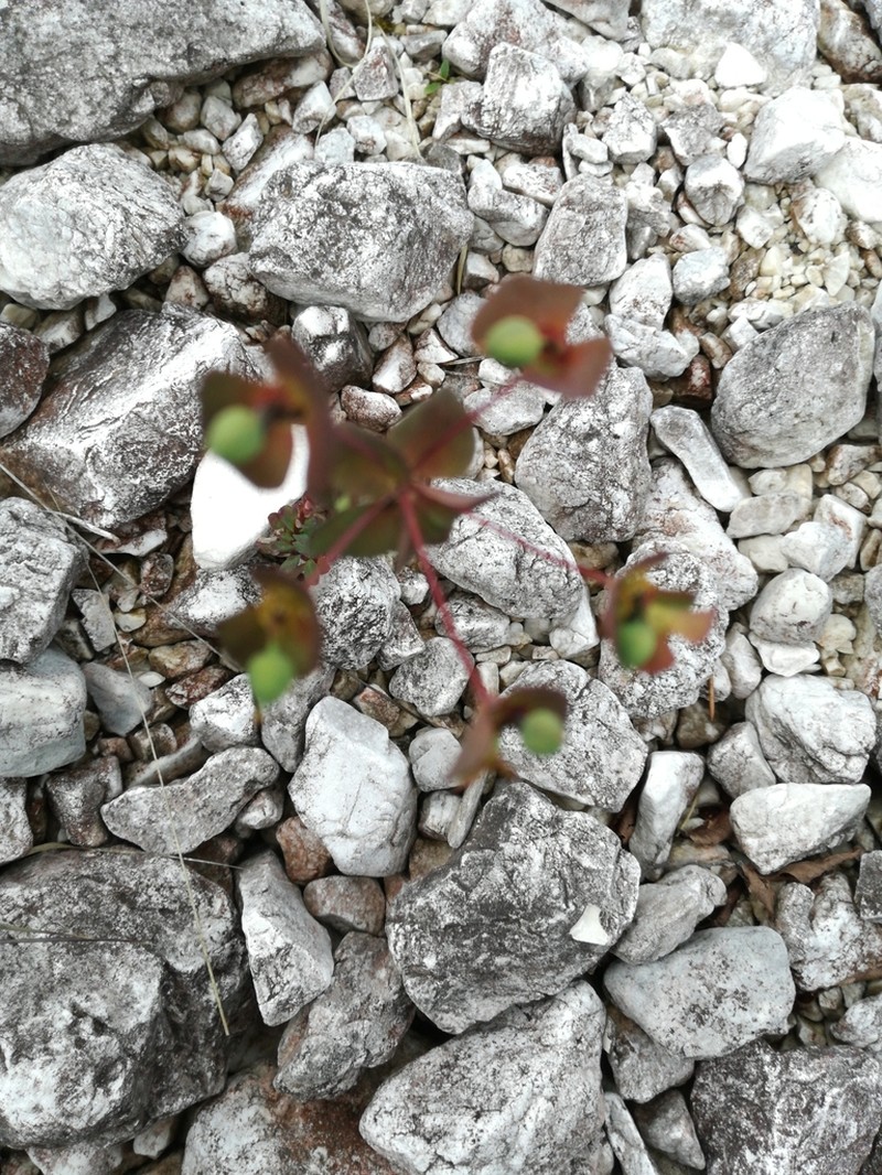Euphorbia kerneri photo 7