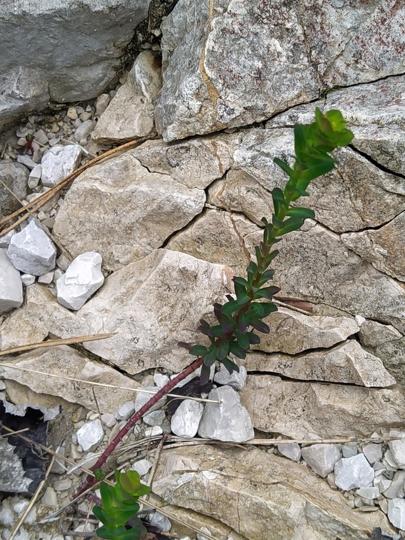 Euphorbia kerneri photo 8